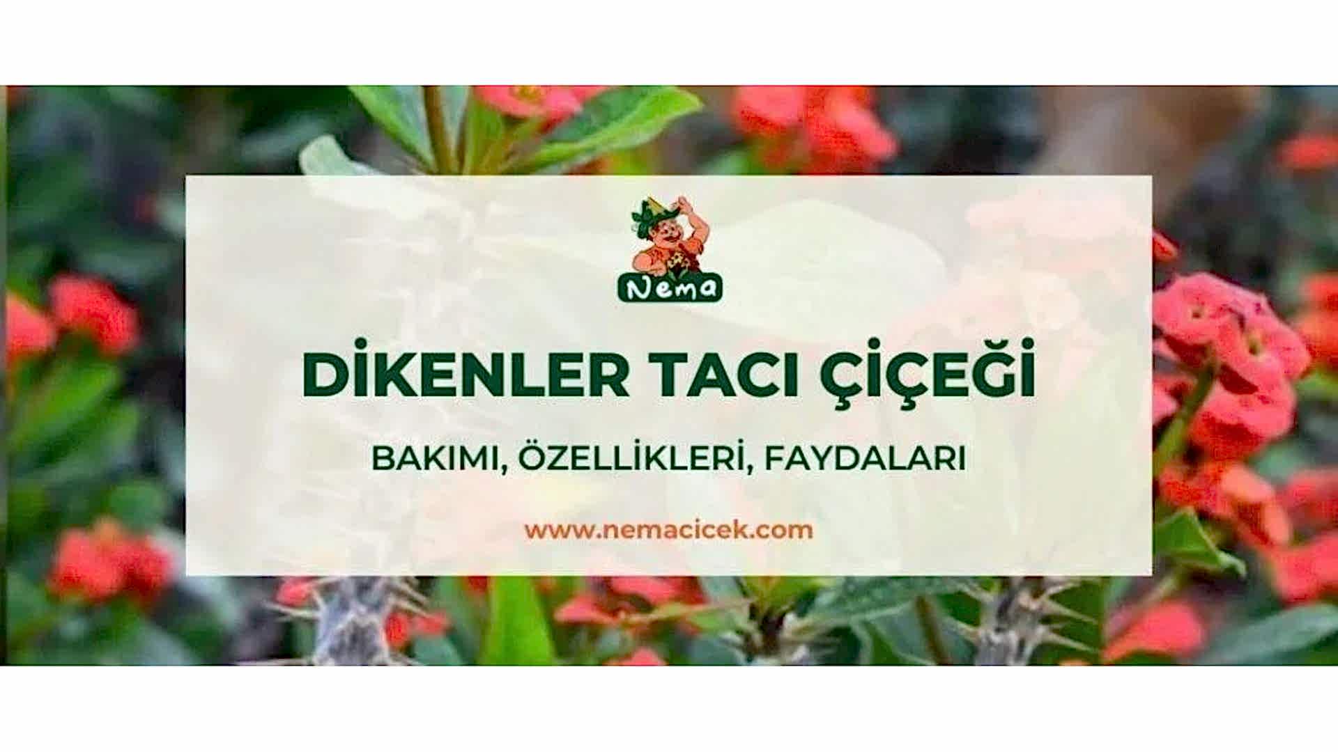 https://tipob9t.wwweees.com/image/cache/catalog/blog-image/dikenler-taci-cicegi-nemacicek-blog-1920x1080.jpg