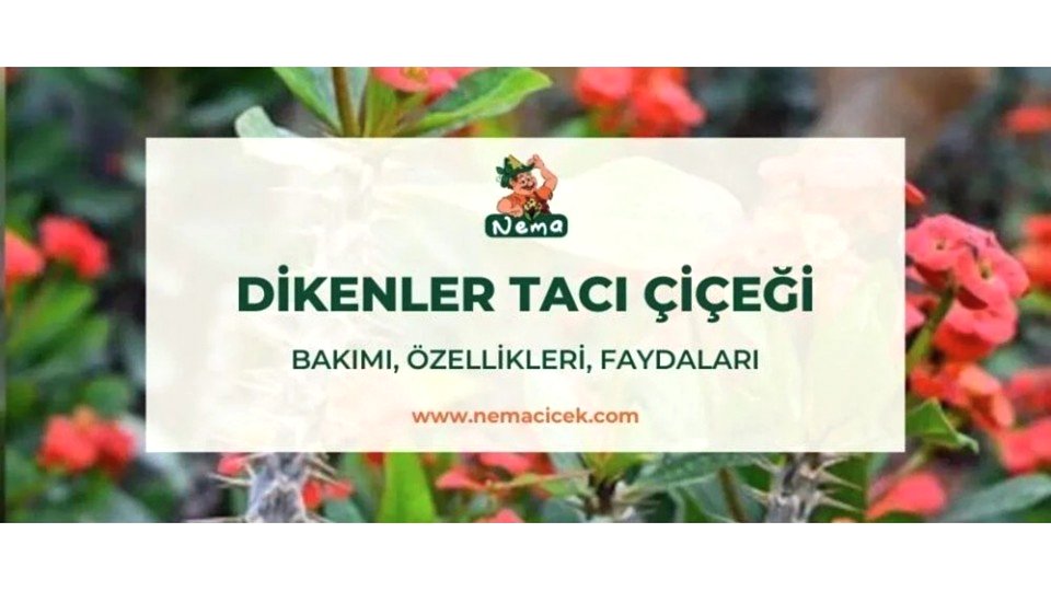 Dikenler Tacı Çiçeği (Euphorbia) Bakımı, Özellikleri, Anlamı