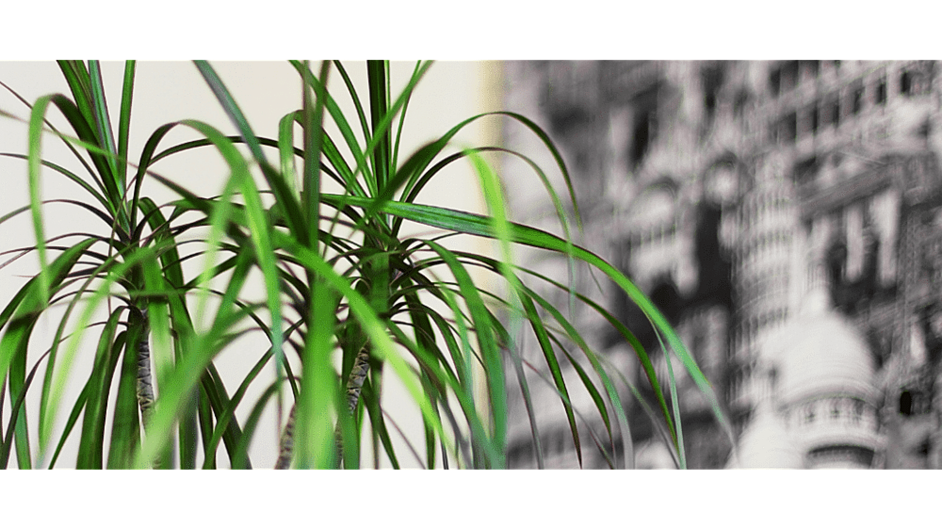 https://tipob9t.wwweees.com/image/cache/catalog/blog-image/dracaena-marginata-tipob9t.wwweees.com-15-1920x1080.png