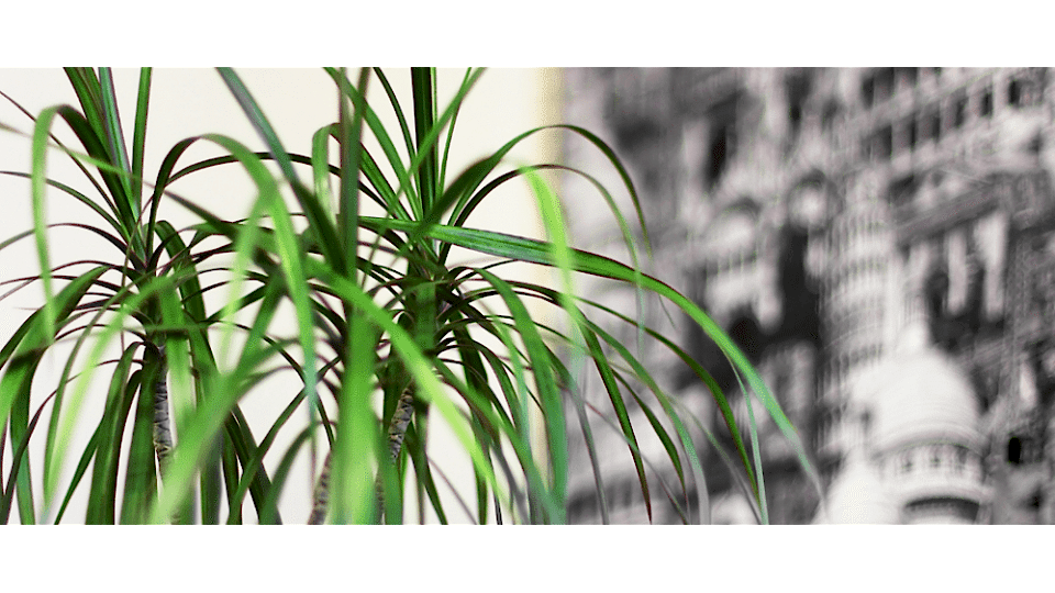 Dracaena Marginata Anlamı