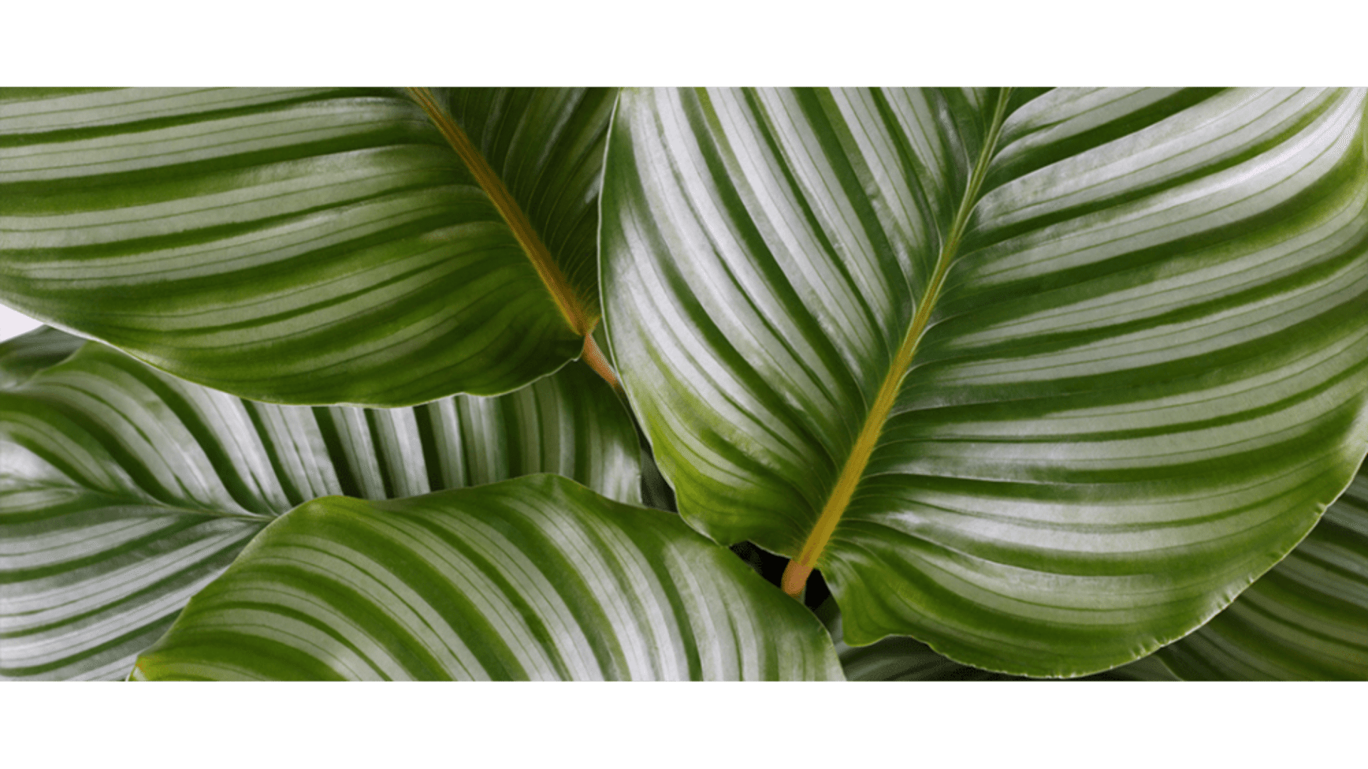 https://tipob9t.wwweees.com/image/cache/catalog/blog-image/dua-cicegi-anlami-calathea-1920x1080.png