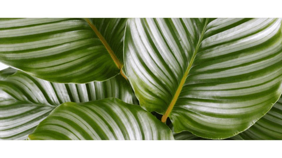 Dua Çiçeği Anlamı - (Calathea)