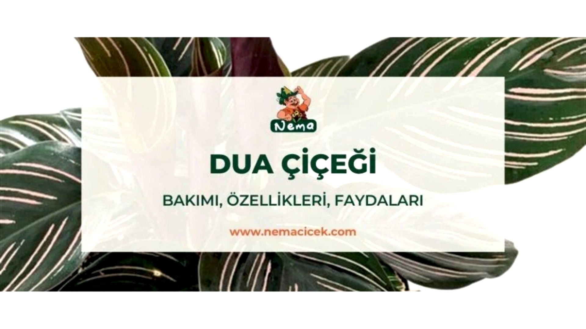 https://tipob9t.wwweees.com/image/cache/catalog/blog-image/dua-cicegi-nemacicek-blog-1920x1080.jpeg