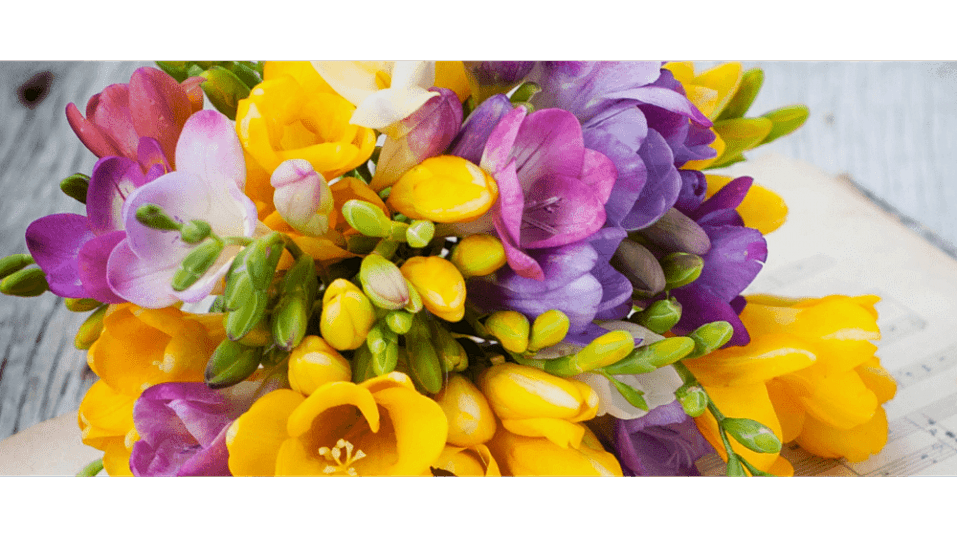 https://tipob9t.wwweees.com/image/cache/catalog/blog-image/frezya-cicegi-tipob9t.wwweees.com-3-1920x1080.png