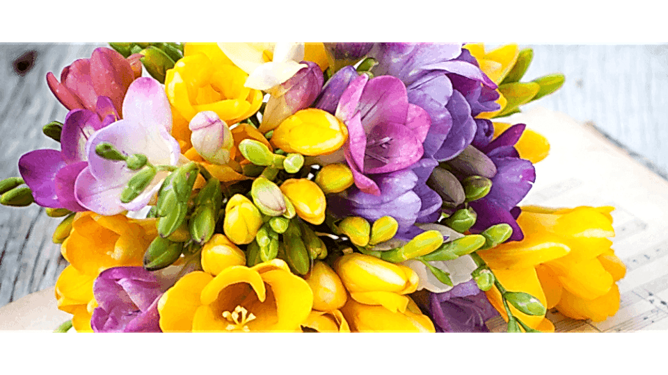 Frezya Çiçeği Anlamı – (Freesia)
