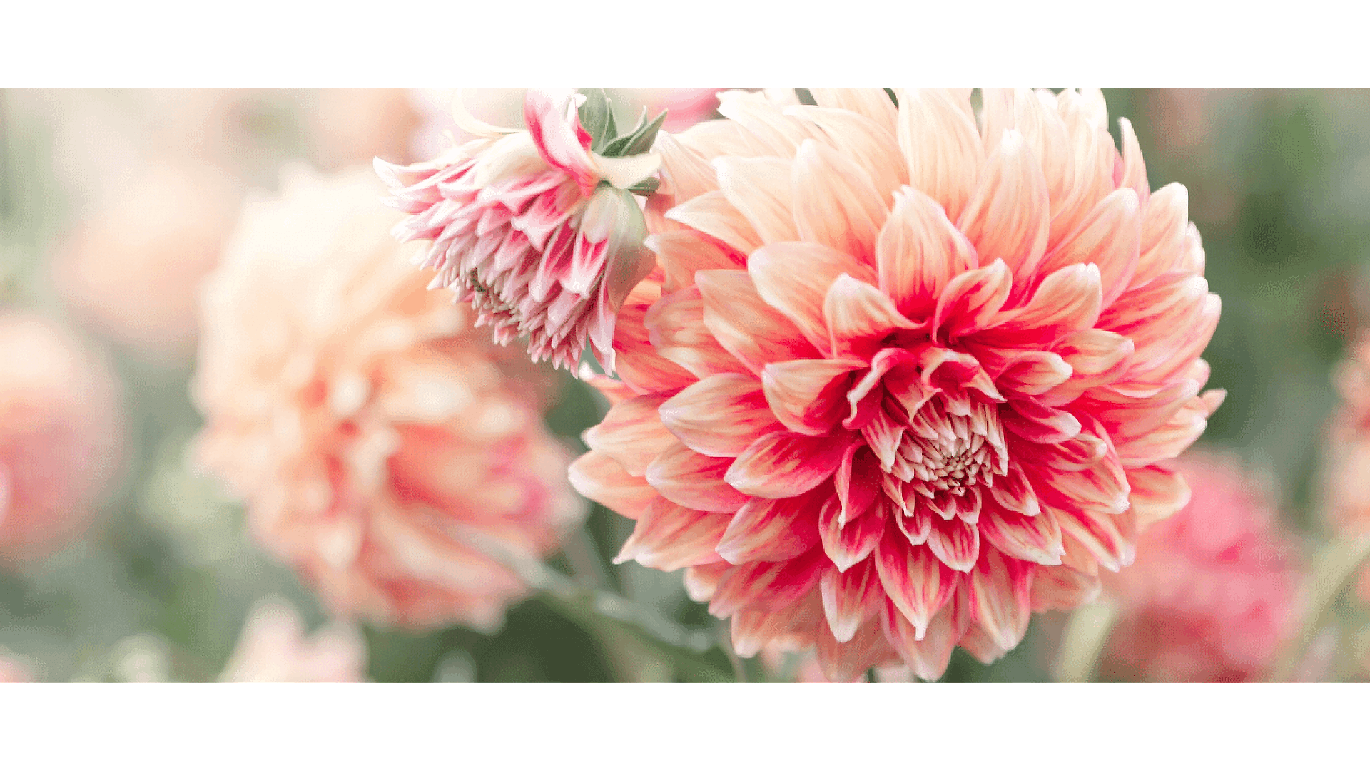 https://tipob9t.wwweees.com/image/cache/catalog/blog-image/fulya-cicegi-1920x1080.png