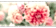 Fulya Çiçeği Anlamı – (Nergis)