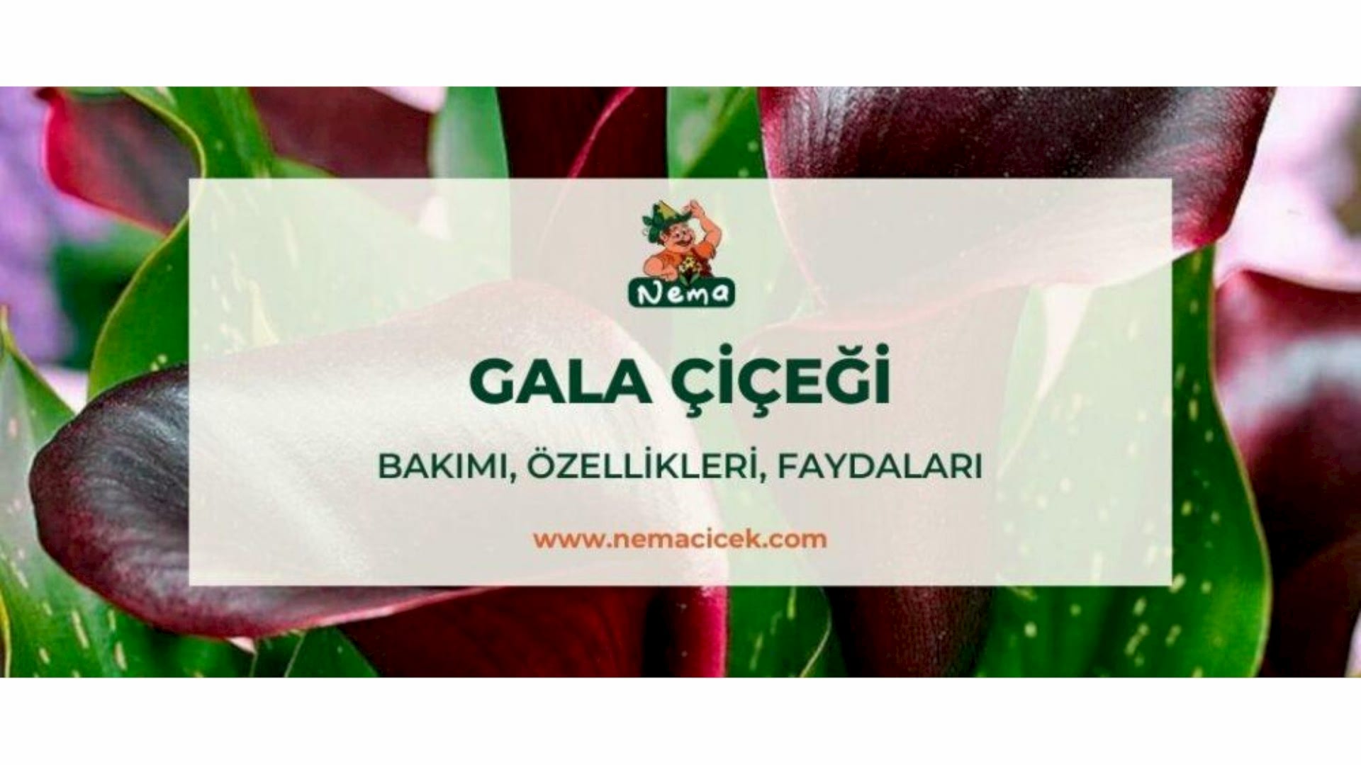 https://tipob9t.wwweees.com/image/cache/catalog/blog-image/gala-cicegi-nemacicek-blog-1920x1080.jpg