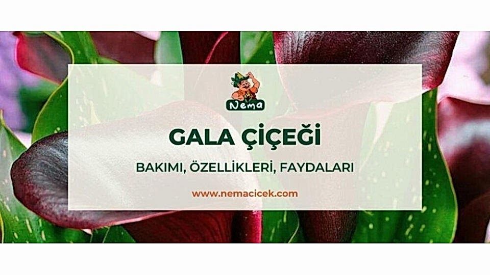 Gala Çiçeği (Zantedeschia) Bakımı, Özellikleri, Anlamı