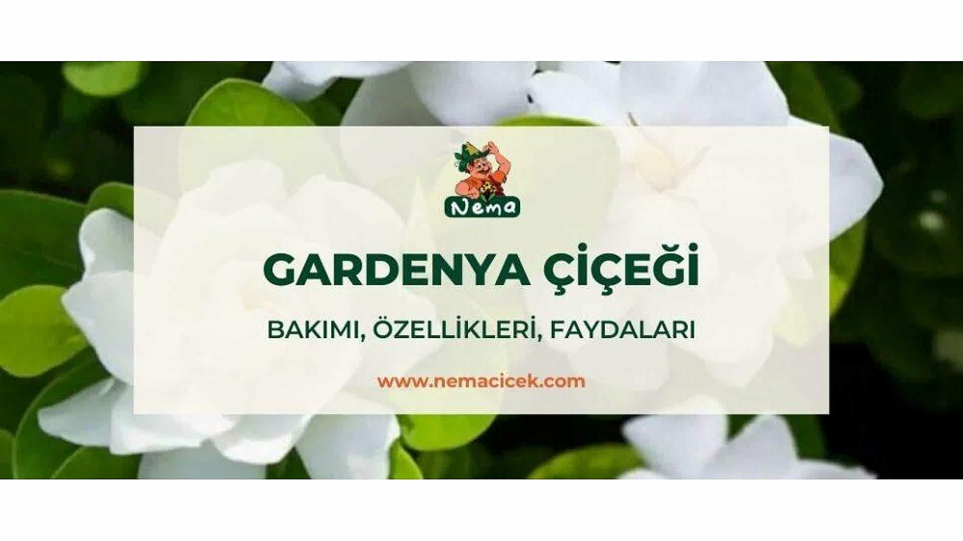 https://tipob9t.wwweees.com/image/cache/catalog/blog-image/gardenya-cicegi-nemacicek-blog-1920x1080.jpg