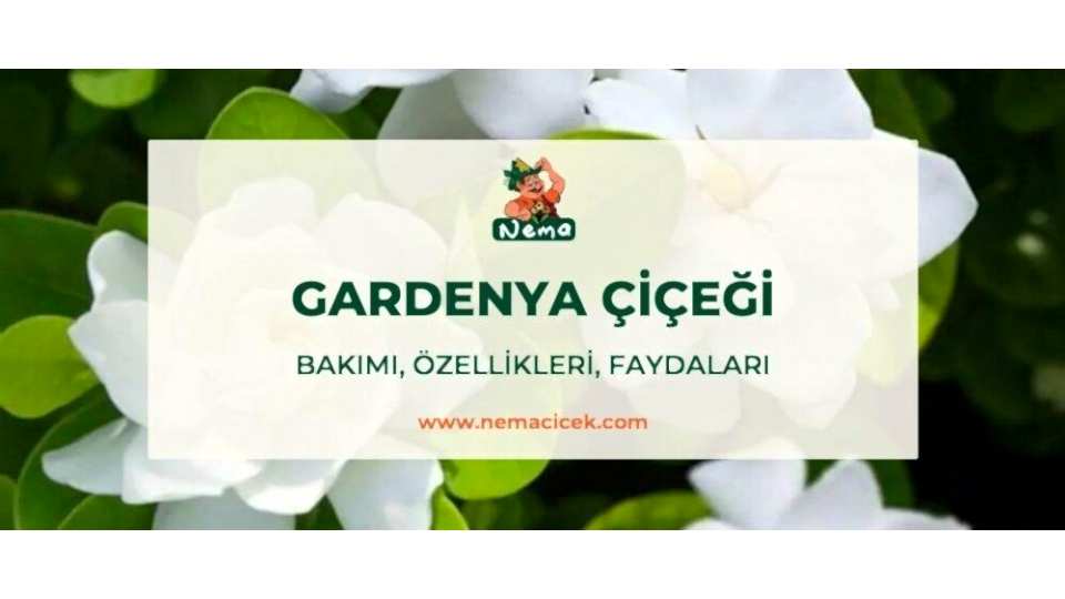 Gardenya Çiçeği (Gardenia Jasminoides) Bakımı, Özellikleri, Faydaları