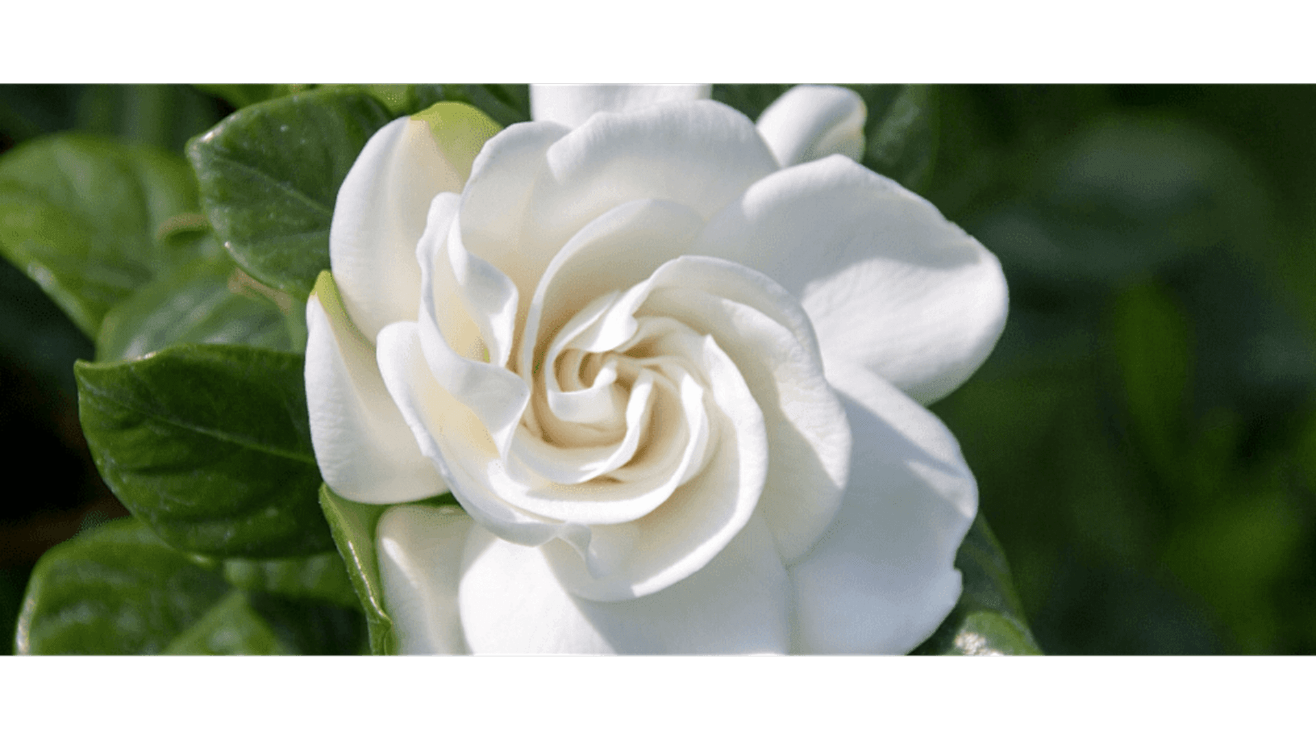 https://tipob9t.wwweees.com/image/cache/catalog/blog-image/gardenya-cicegi-tipob9t.wwweees.com-18-1920x1080.png