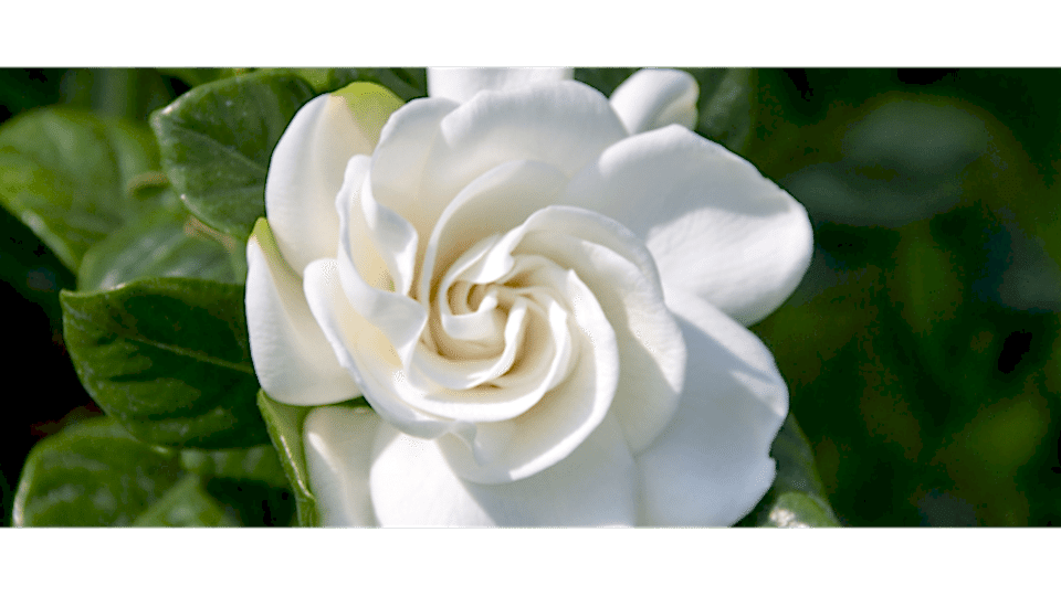 Gardenya Çiçeği Anlamı