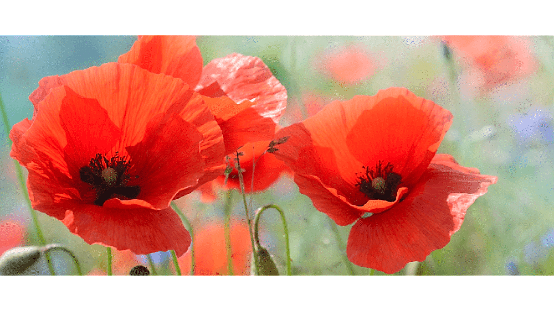 https://tipob9t.wwweees.com/image/cache/catalog/blog-image/gelincik-cicegi-tipob9t.wwweees.com-21-1920x1080.png
