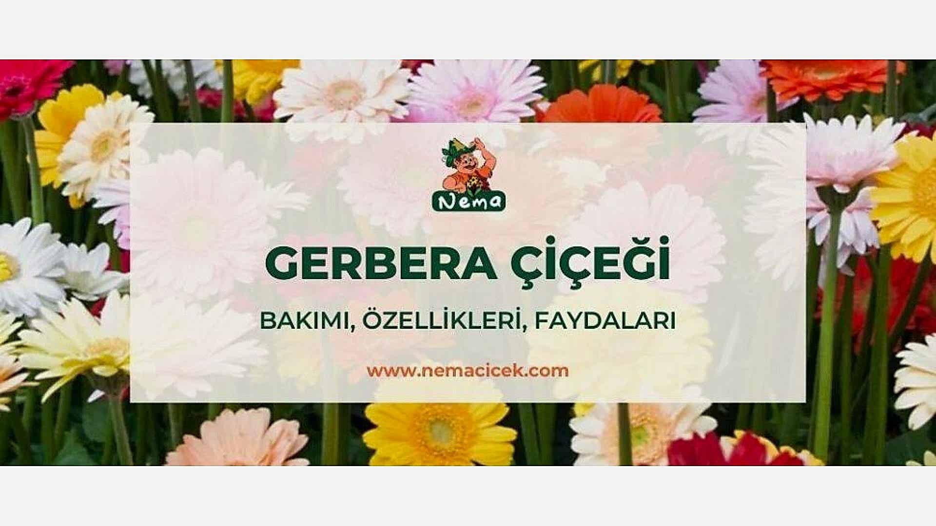 https://tipob9t.wwweees.com/image/cache/catalog/blog-image/gerbera-cicegi-nemacicek-blog-1920x1080.jpg
