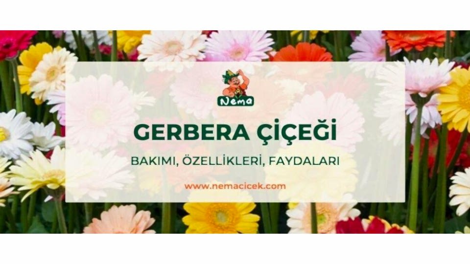Gerbera Çiçeği Bakımı, Özellikleri, Faydaları, Anlamı