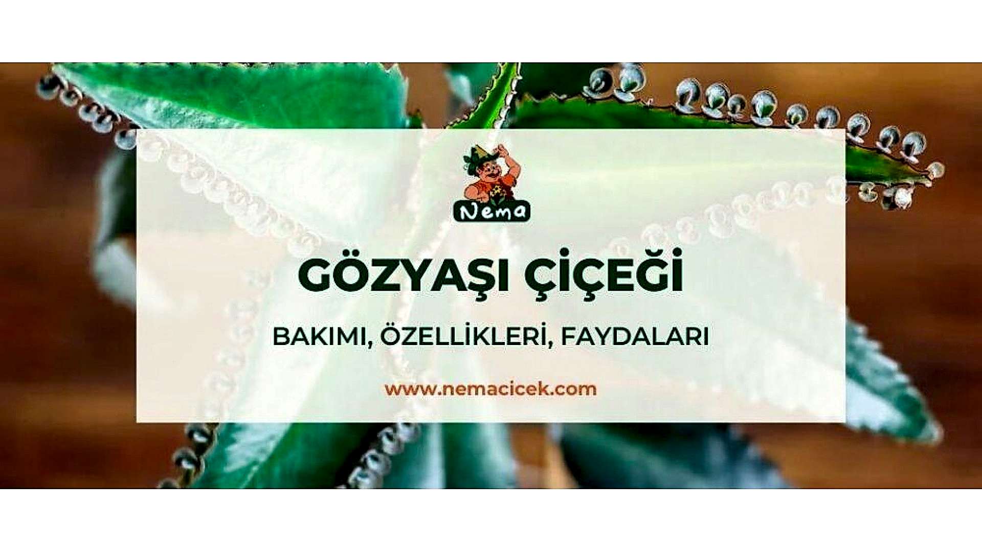 https://tipob9t.wwweees.com/image/cache/catalog/blog-image/gozyasi-nemacicek-blog-1920x1080.jpg