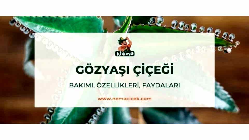 Gözyaşı Çiçeği (Kalanchoe daigremontiana) Bakımı, Özellikleri, Faydaları, Anlamı