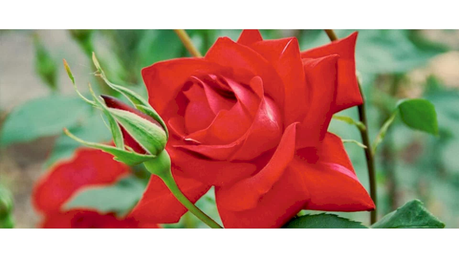 https://tipob9t.wwweees.com/image/cache/catalog/blog-image/gul-cicegi-anlami-rosa-1920x1080.jpg