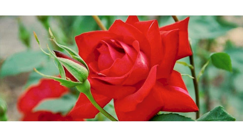 Gül Çiçeği Anlamı – Rosa