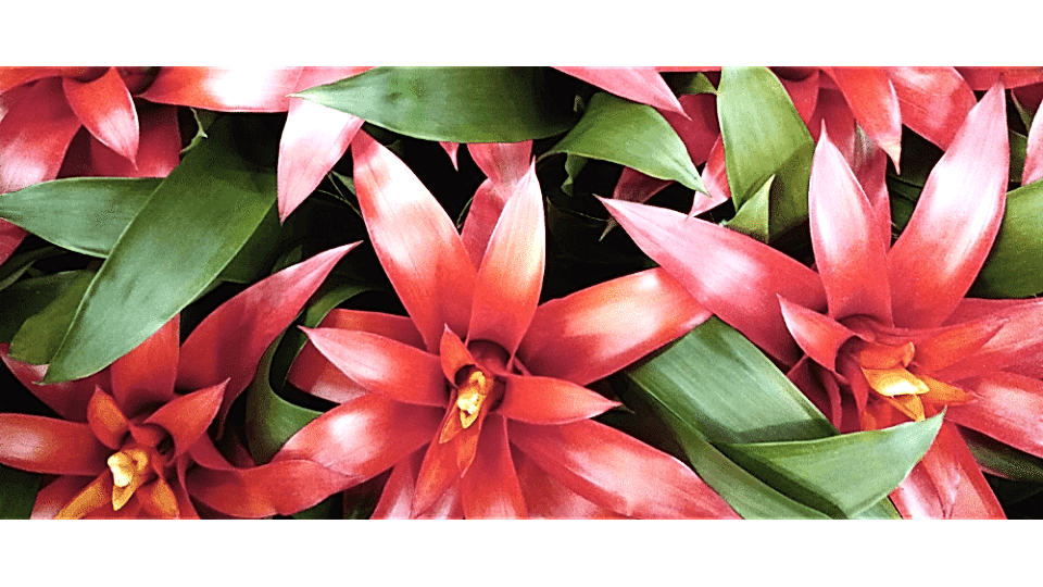 Guzmanya Çiçeği Anlamı – Guzmania