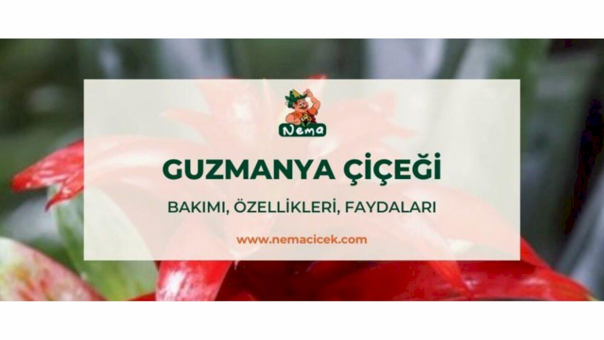 https://tipob9t.wwweees.com/image/cache/catalog/blog-image/guzmanya-cicegi-nemacicek-blog-1920x1080.jpg