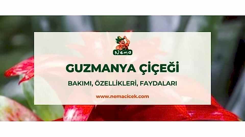 Guzmanya Çiçeği (Guzmania, Kırmızı Yıldız) Bakımı, Özellikleri, Anlamı
