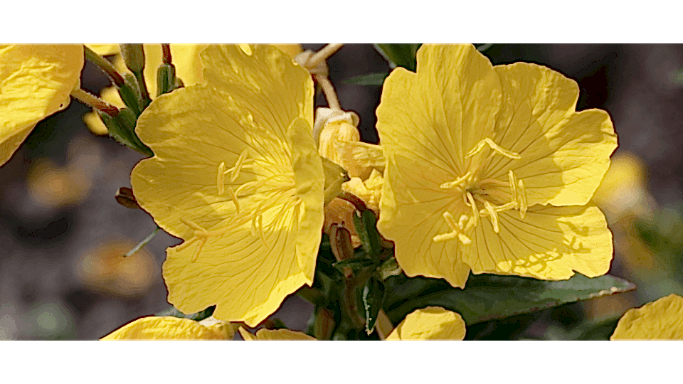 Güzel Hatun Çiçeği Anlamı – (Amaryllis)