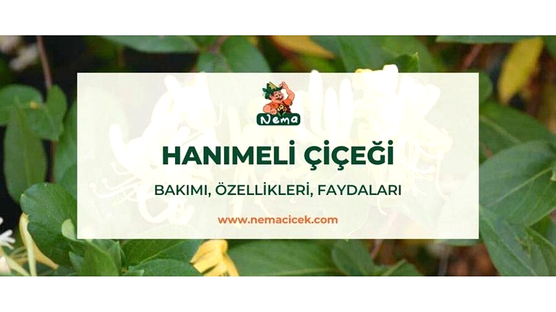 https://tipob9t.wwweees.com/image/cache/catalog/blog-image/hanimeli-cicegi-nemacicek-blog-1920x1080.jpg