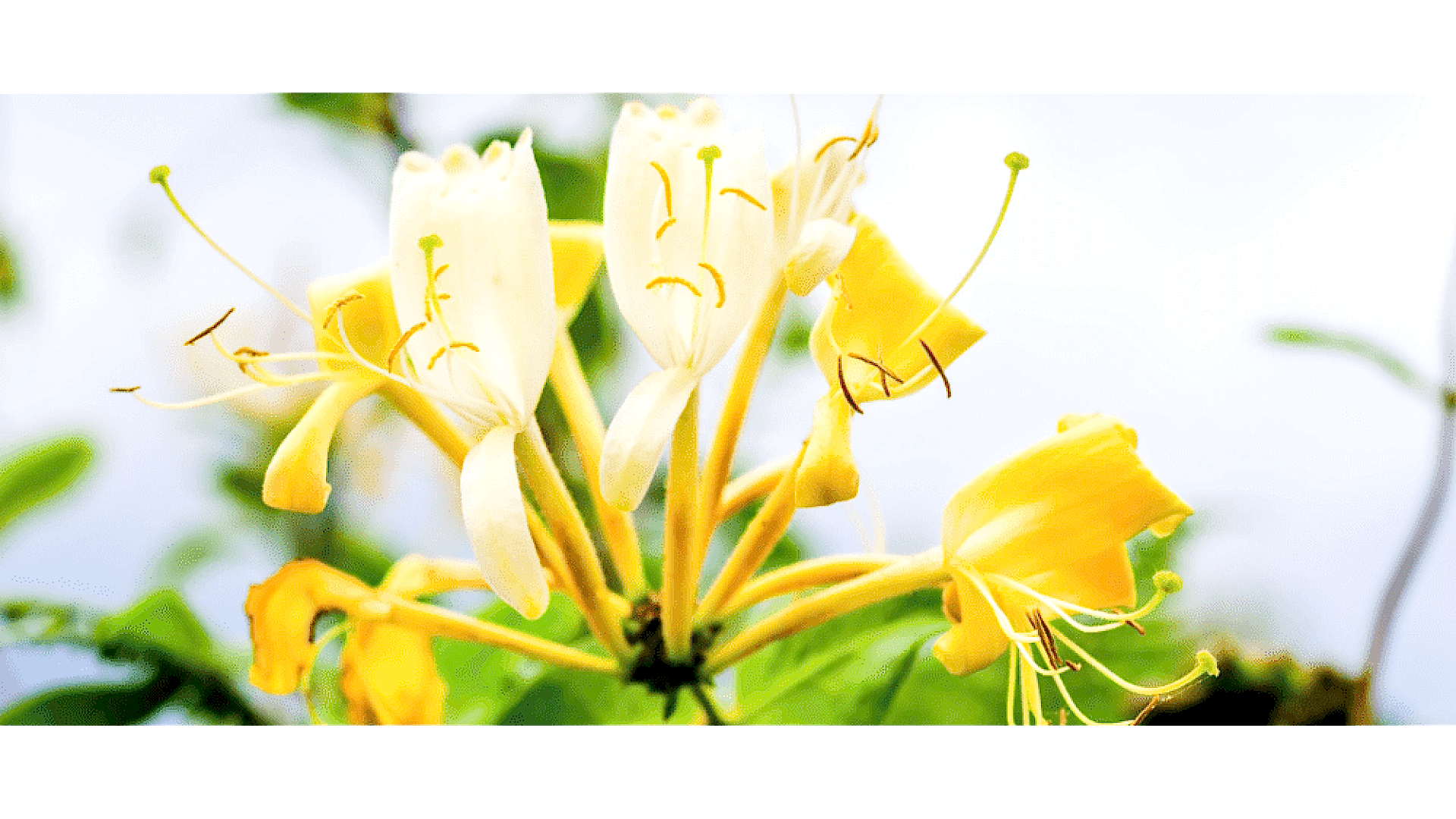 https://tipob9t.wwweees.com/image/cache/catalog/blog-image/hanimeli-cicegi-tipob9t.wwweees.com-16-1920x1080.png