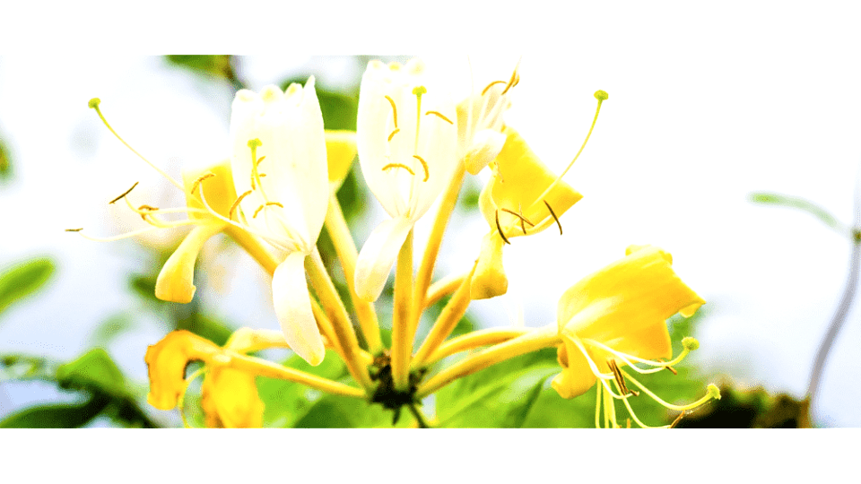Hanımeli Çiçeği Anlamı – (Honeysuckle)
