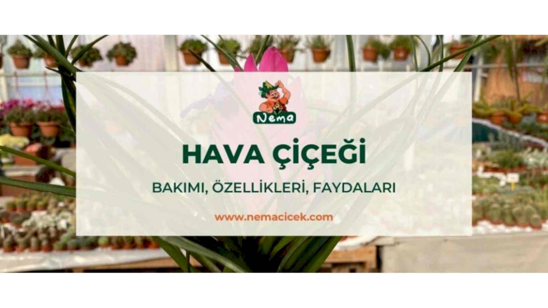 https://tipob9t.wwweees.com/image/cache/catalog/blog-image/hava-cicegi-nemablogg-1920x1080.jpg