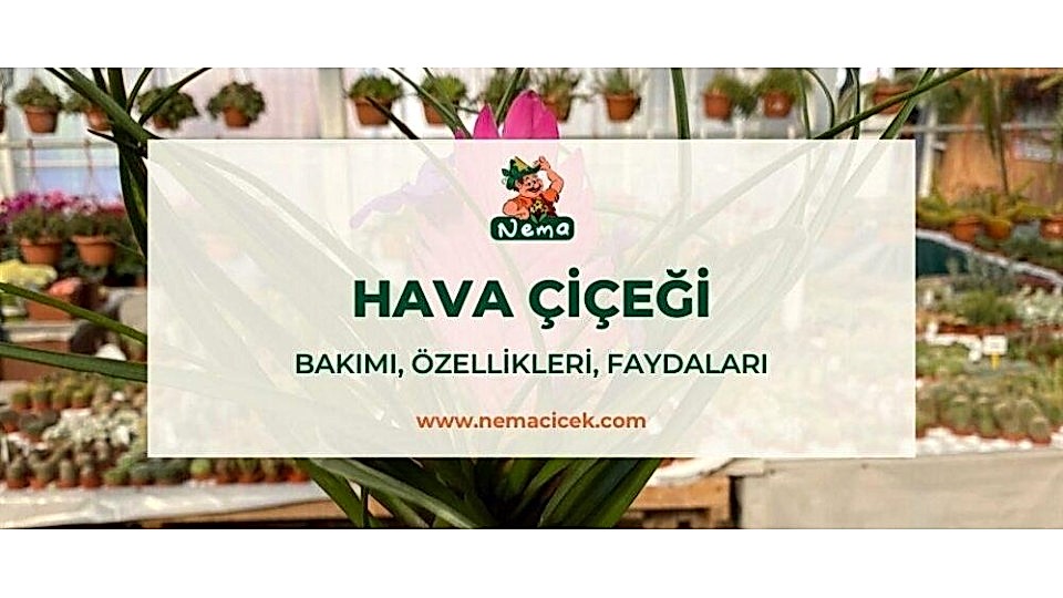 Hava Bitkisi Çiçeği (Tillandsia Cyanea) Bakımı, Özellikleri, Faydaları, Anlamı