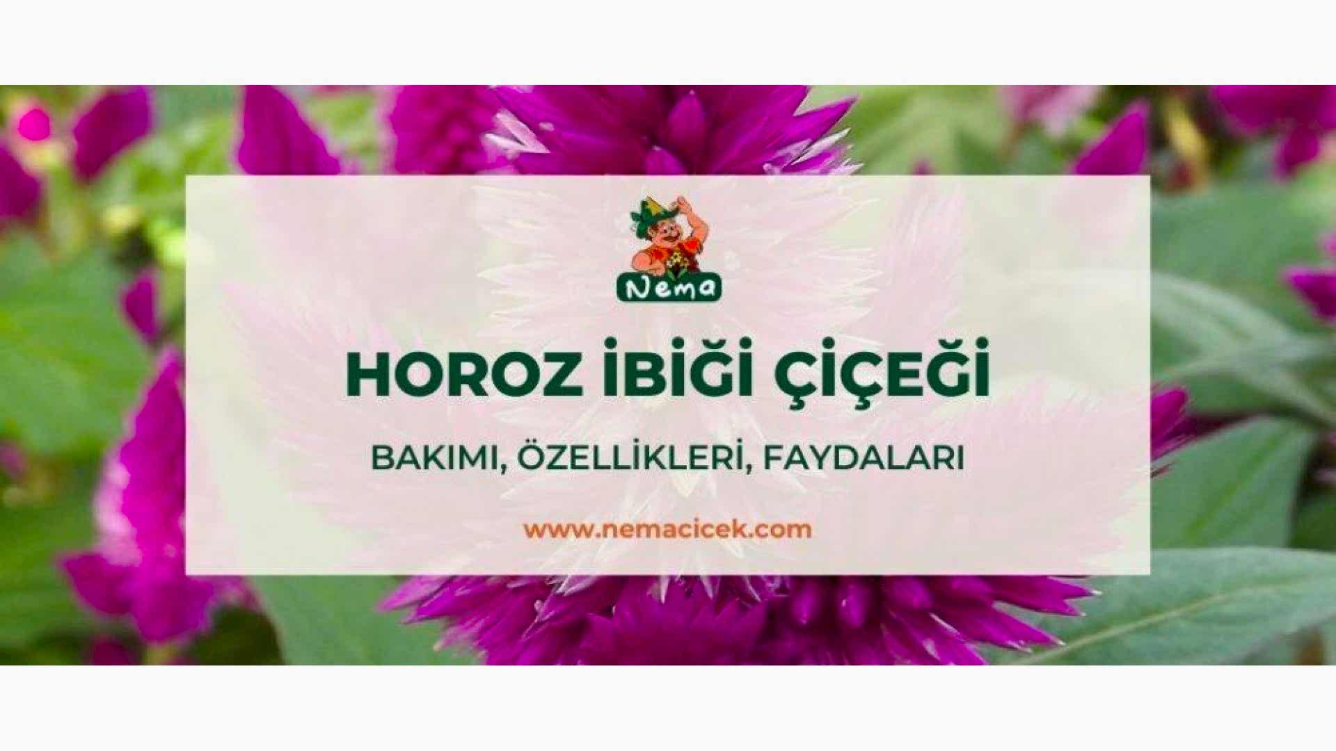 https://tipob9t.wwweees.com/image/cache/catalog/blog-image/horoz-ibigi-cicegi-nemacicek-blog-1920x1080.jpg