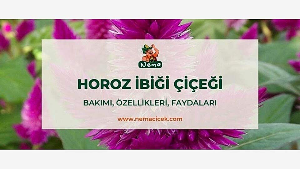 Horoz İbiği Çiçeği (Amaranthus Caudatus) Bakımı, Özellikleri, Anlamı