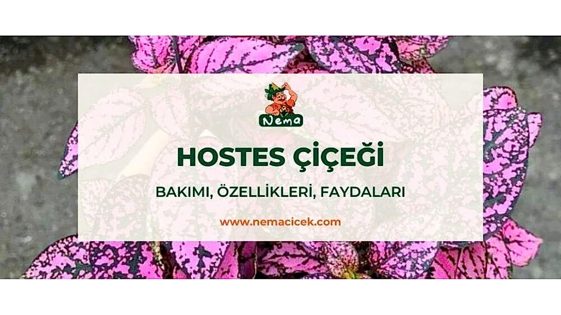 https://tipob9t.wwweees.com/image/cache/catalog/blog-image/hostes-cicegi-nemacicek-blog-1920x1080.jpg