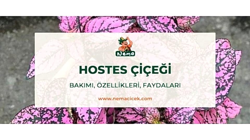 Hostes Çiçeği (Hypoestes) Bakımı, Özellikleri, Faydaları
