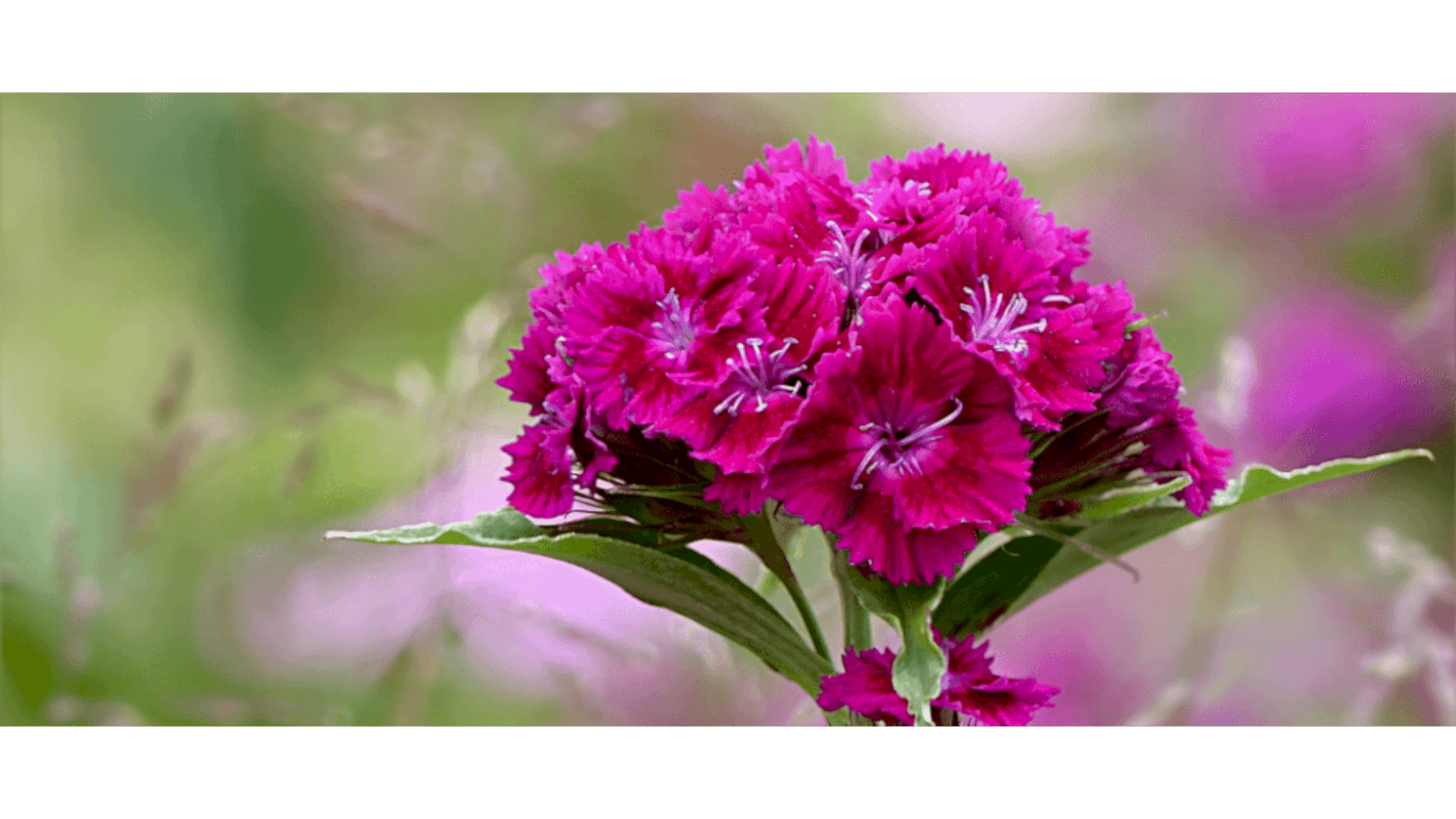 https://tipob9t.wwweees.com/image/cache/catalog/blog-image/husnuyusuf-cicegi-tipob9t.wwweees.com-12-1920x1080.png