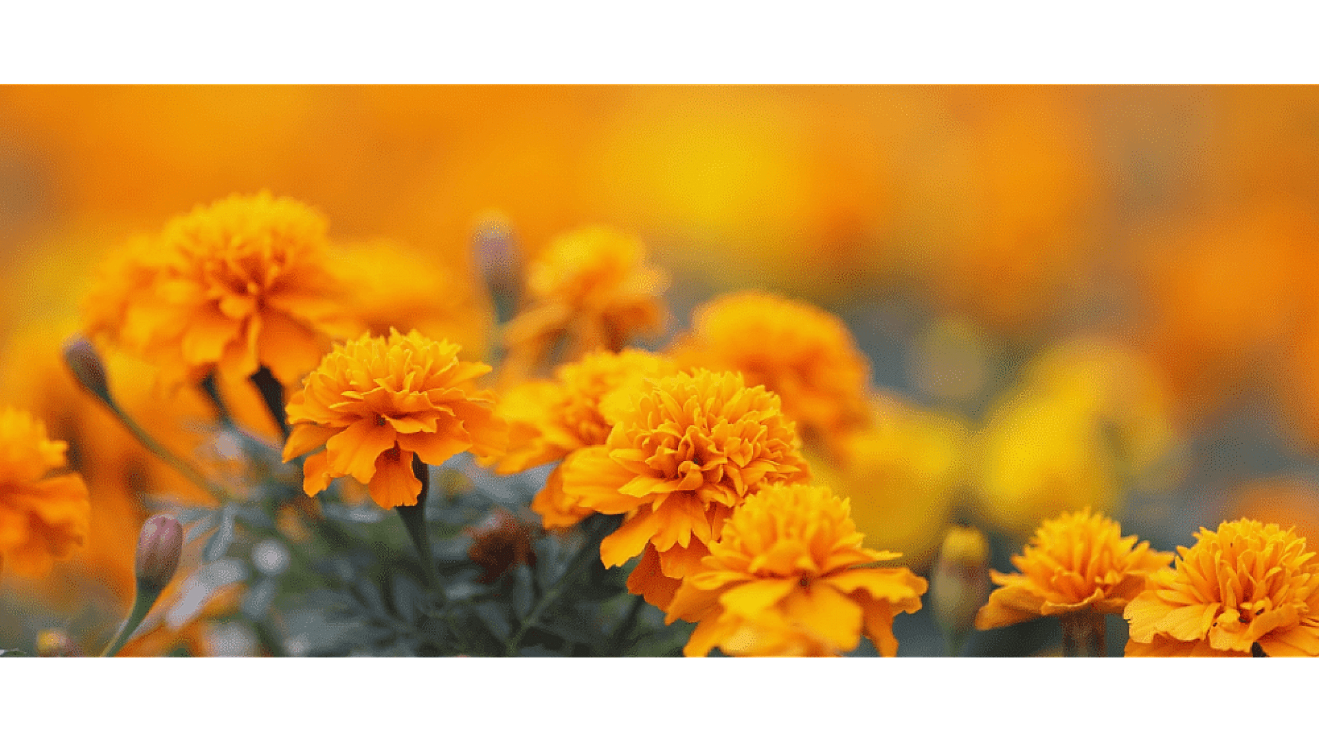 https://tipob9t.wwweees.com/image/cache/catalog/blog-image/kadife-cicegi-tipob9t.wwweees.com-1-1-1920x1080.png