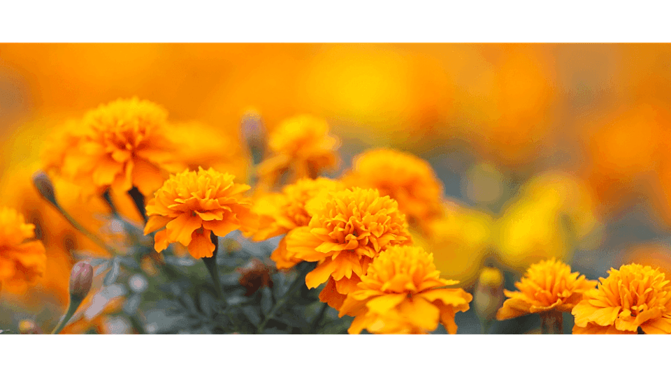 Kadife Çiçeği Anlamı – (Tagetes Patula)