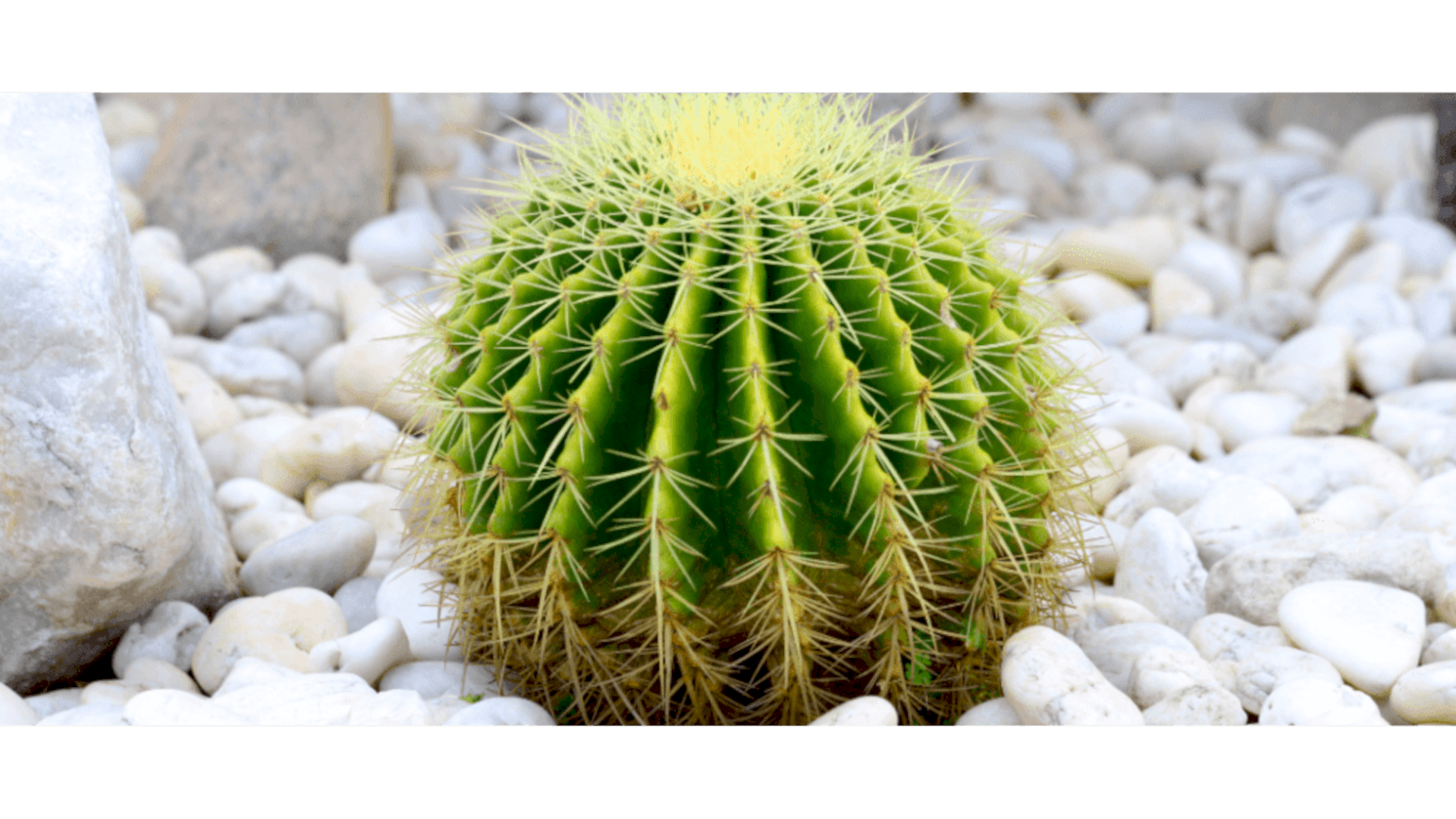 https://tipob9t.wwweees.com/image/cache/catalog/blog-image/kaktus-anlami-tipob9t.wwweees.com-6-1920x1080.png