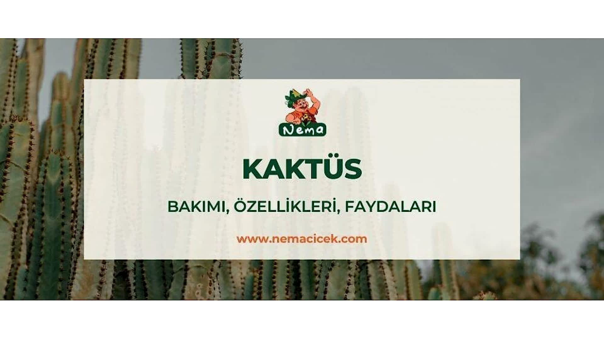 https://tipob9t.wwweees.com/image/cache/catalog/blog-image/kaktus-bakimi-ozellikleri-faydalari-nemacicek-blog-1920x1080.jpg