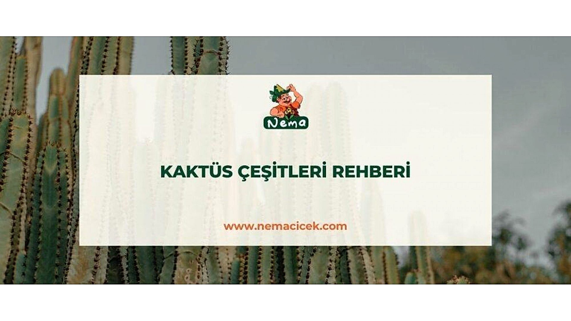 https://tipob9t.wwweees.com/image/cache/catalog/blog-image/kaktus-cesitleri-rehberi-nemablog-1920x1080.jpg