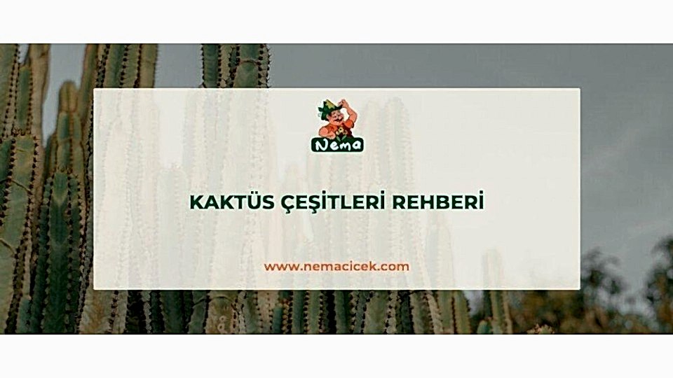 Kaktüs Çeşitleri Rehberi