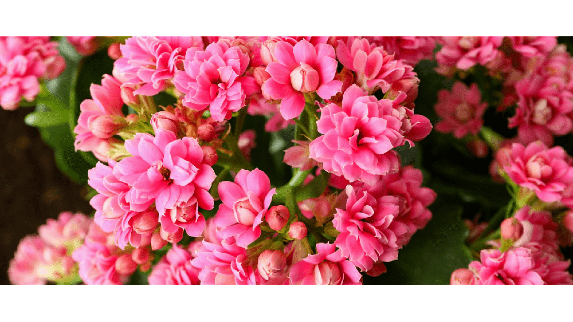 https://tipob9t.wwweees.com/image/cache/catalog/blog-image/kalanşo-cicegi-anlami-tipob9t.wwweees.com-4-1920x1080.png