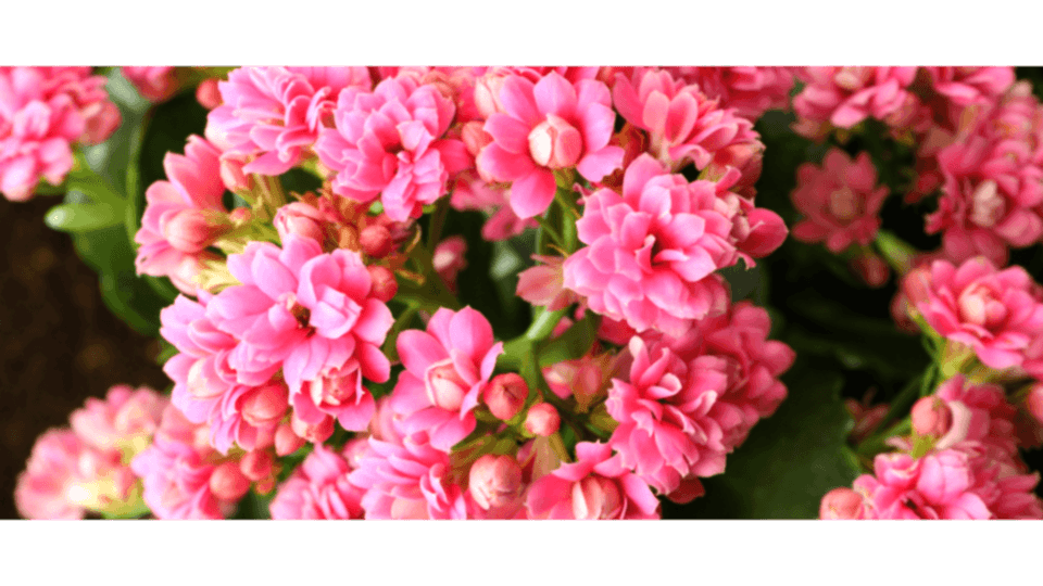 Kalanşo Çiçeği Anlamı - (Kalanchoe)
