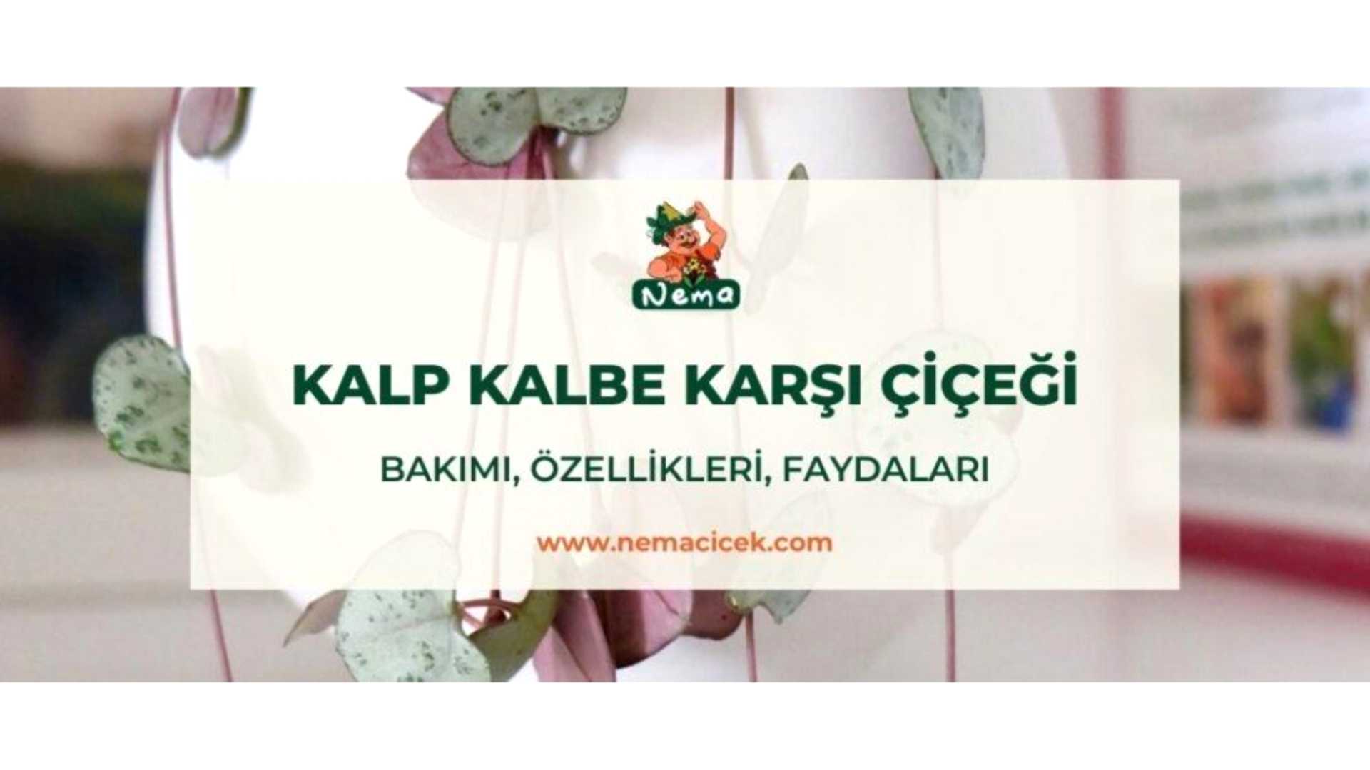https://tipob9t.wwweees.com/image/cache/catalog/blog-image/kalp-kalbe-karsi-cicegi-nemacicek-blog-1920x1080.jpg