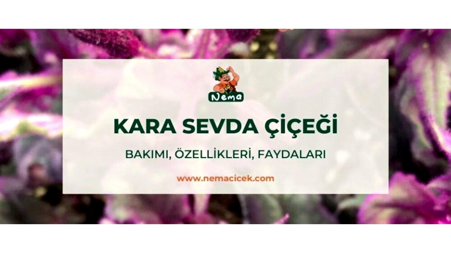 https://tipob9t.wwweees.com/image/cache/catalog/blog-image/kara-sevda-cicegi-nemacicek-blog-1920x1080.jpg