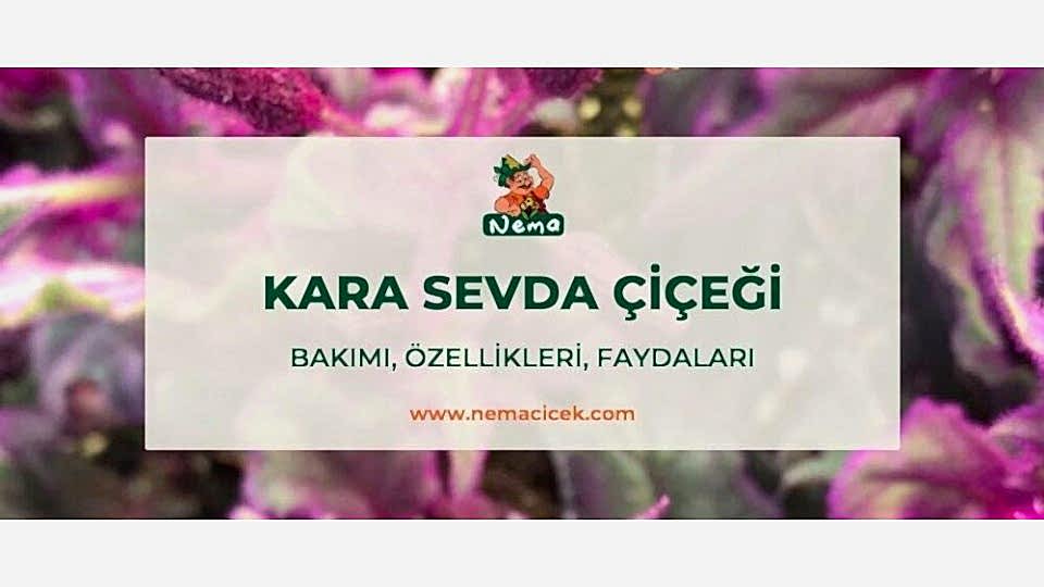 Kara Sevda Çiçeği (Gynura aurantiaca) Bakımı, Özellikleri, Faydaları, Anlamı