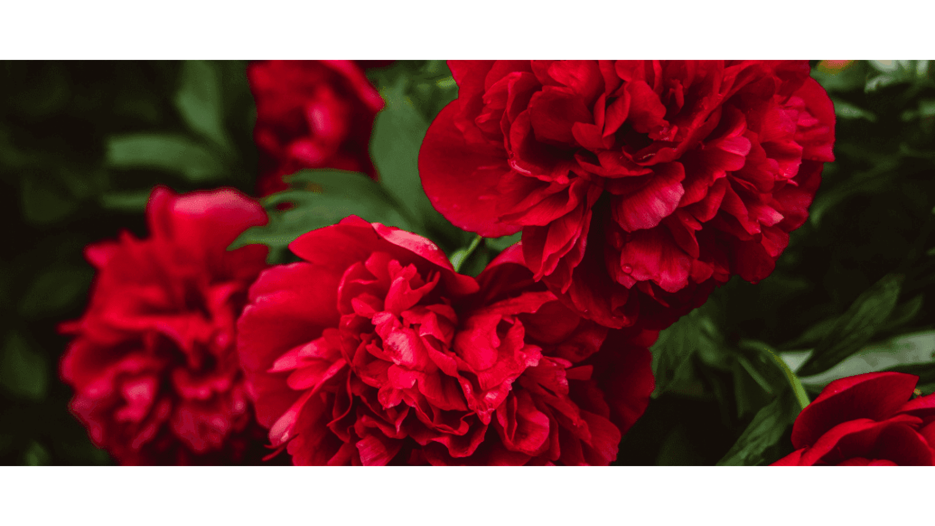https://tipob9t.wwweees.com/image/cache/catalog/blog-image/karanfil-cicegi-anlami-–-dianthus-1920x1080.png